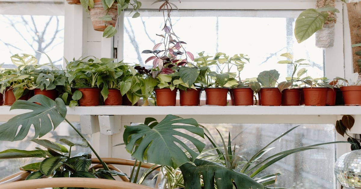 Tall Indoor Plants Feature