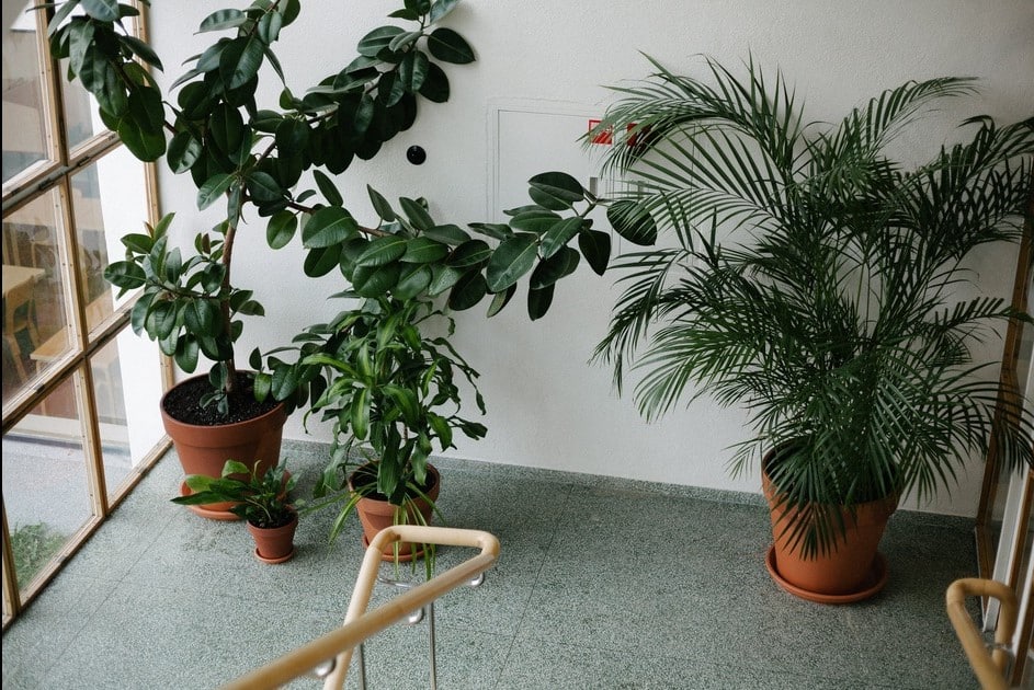 Why indoor plants are good for mental health image